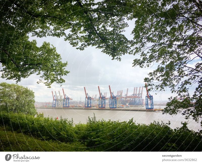 Kranidylle durch Blattfenster in Hamburg. Fernweh Zweige u. Äste containerhafen Gebäude Äste und Zweige Containerterminal Containerschiff Schatten Verkehr