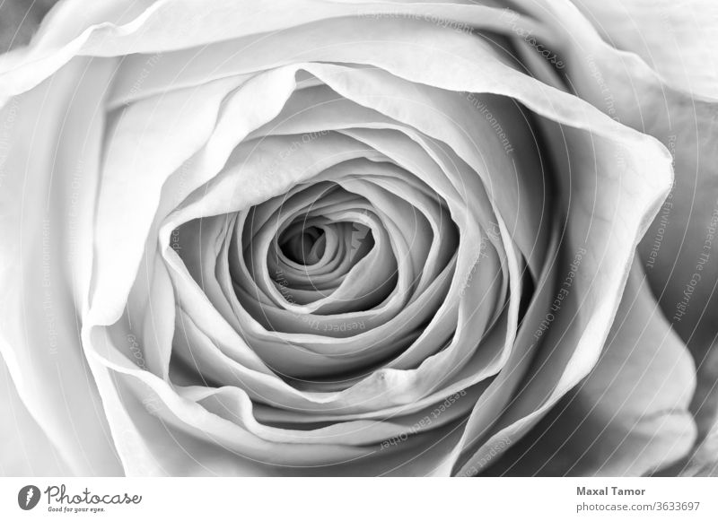 Makro der Gelben Rose SCHWARZ-WEIß s/w Hintergrund schön Schönheit schwarz schwarz auf weiß Blütezeit hell Blütenknospen bw Feier Nahaufnahme Farbe geblümt