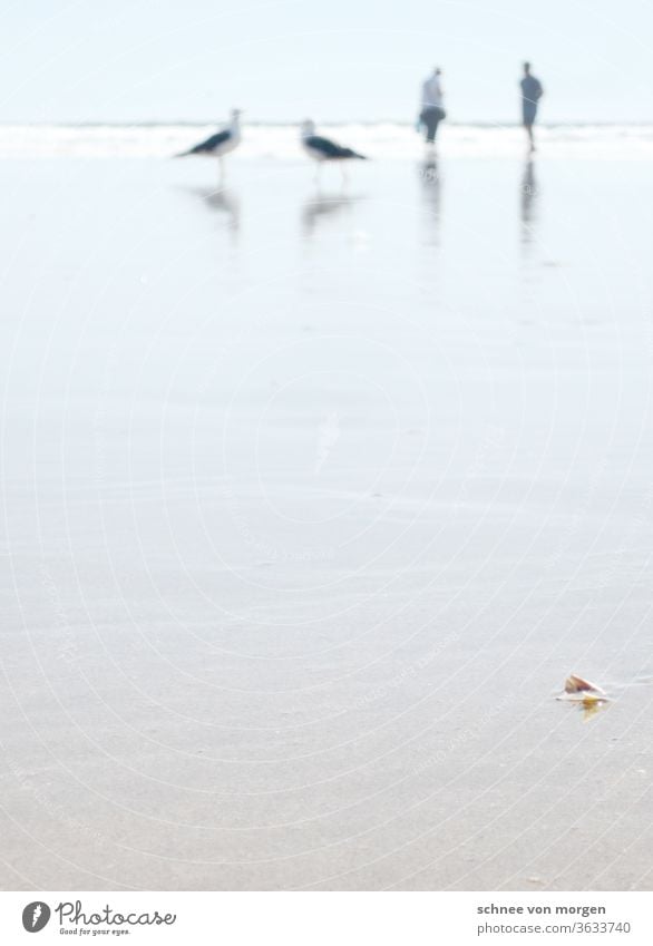 monstervögel im unscharfen bereich möwen stand strand atlantik portugal menschen meer wasser horizont sonne hell wellen natur Ferien & Urlaub & Reisen Küste
