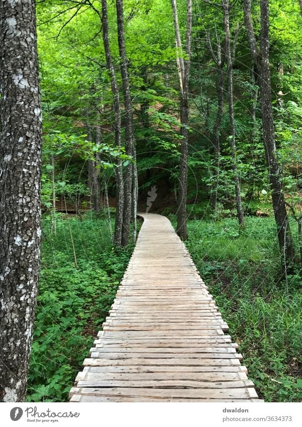 erhöhter Holzpfad durch den Wald Path Pfad Steg Kroatien Einsam Einsamkeit Urlaub grün Wege & Pfade spazieren spatziergang Kurve Straße