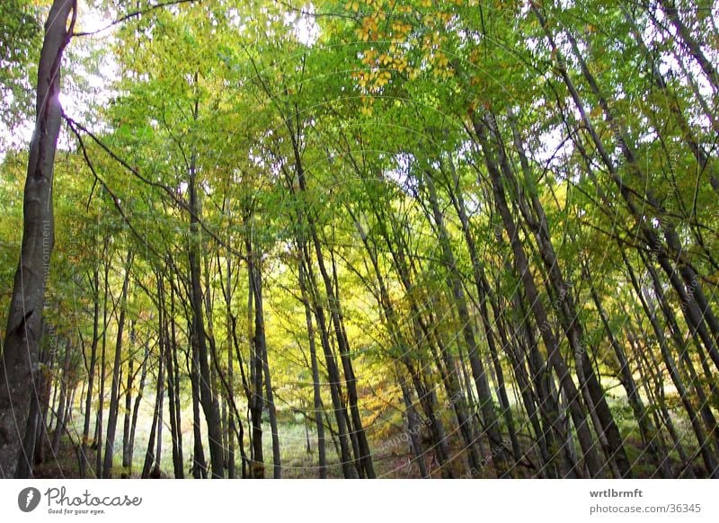 Herbstwald Wald Baum mehrfarbig Blatt gelb grün Berge u. Gebirge Baumstamm Ast