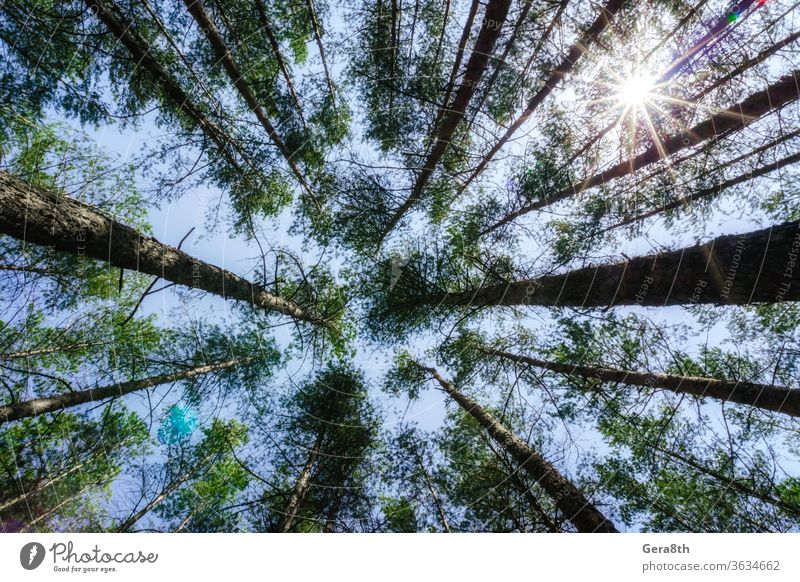 Bodenansicht von hohen Kiefern im Wald gegen Himmel und Wolken Air ringsherum Hintergrund blau Unteransicht Ast hell nadelhaltig Ökologie Umwelt Laubwerk