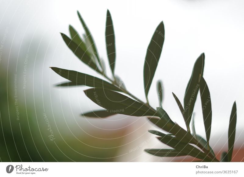 Olivenzweig mit geringer Tiefenschärfe Olivenbaum Olivenblatt Farbfoto Natur grün Schwache Tiefenschärfe Pflanze Baum Außenaufnahme Olivenernte Olivenöl