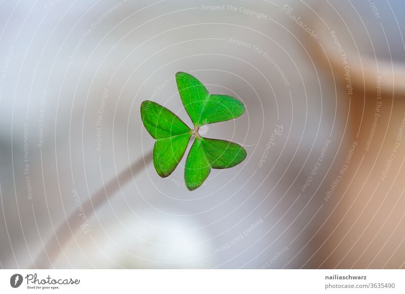 Kleeblatt Blatt Glück - ein lizenzfreies Stock Foto von Photocase