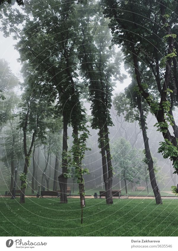 Bäume im Park am frühen Morgen im Nebel Großstadt Dunst Baum neblig Natur Frühling grün Einsamkeit Stille