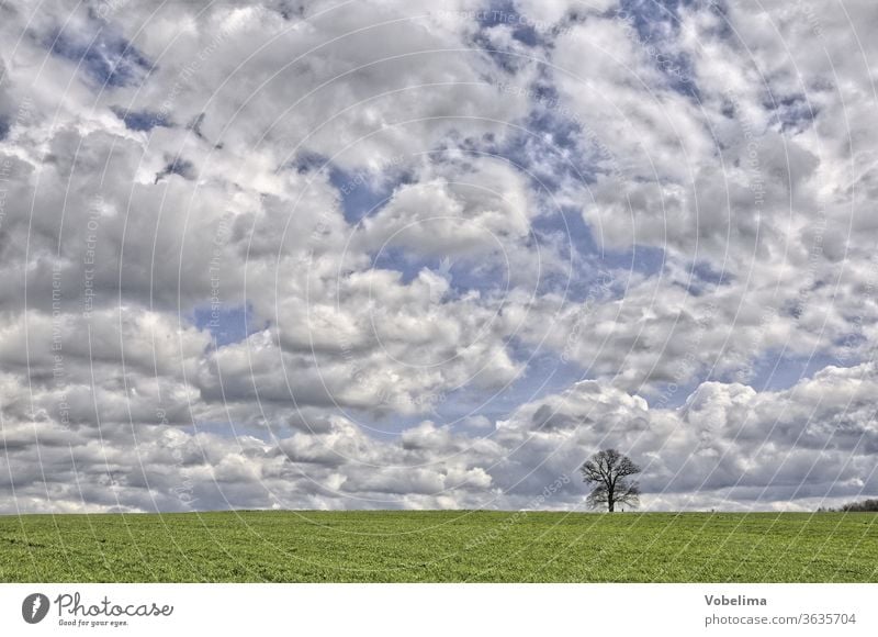 Russeneiche bei Michelstadt russeneiche michelstadt odenwald hessen deutschland europa baum feld acker himmel wolke wolken wolkenwolkenhimmel einzeln alleine