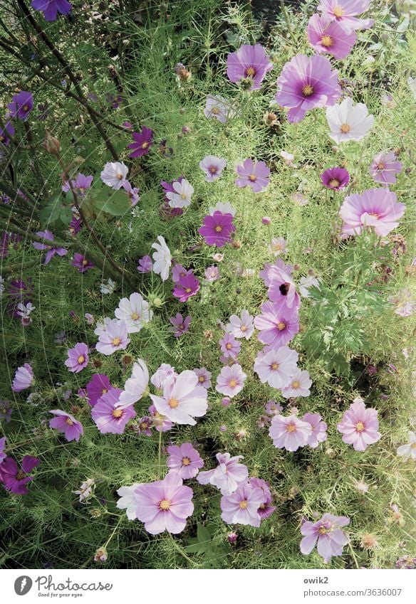 Eine Art Lila Cosmea Blumen Blüten blühend Sommer Außenaufnahme Menschenleer leuchtende Farben Blühend Nahaufnahme Sonnenlicht Umwelt Detailaufnahme Pflanze