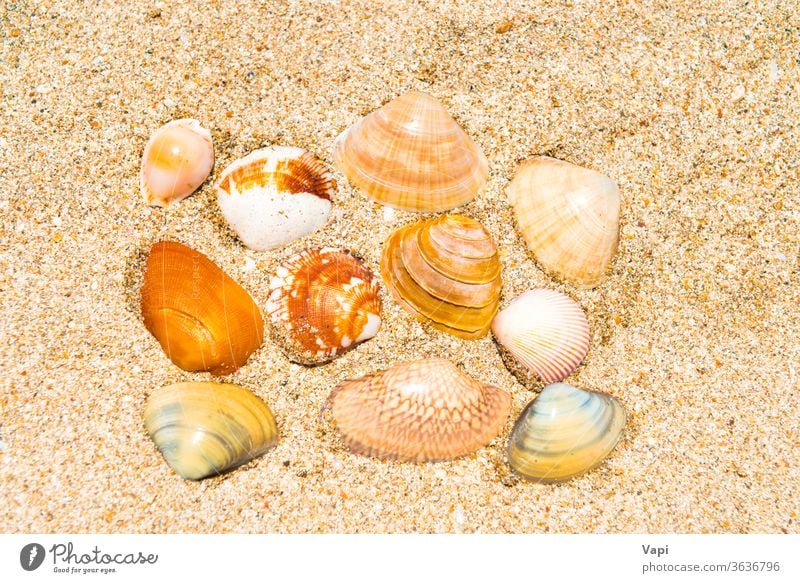 Muscheln am Sandstrand Panzer Sommer Hintergrund Strand marin MEER Textur tropisch Küste Urlaub Natur Meer Rahmen Seestern reisen Design Stern Meeresufer