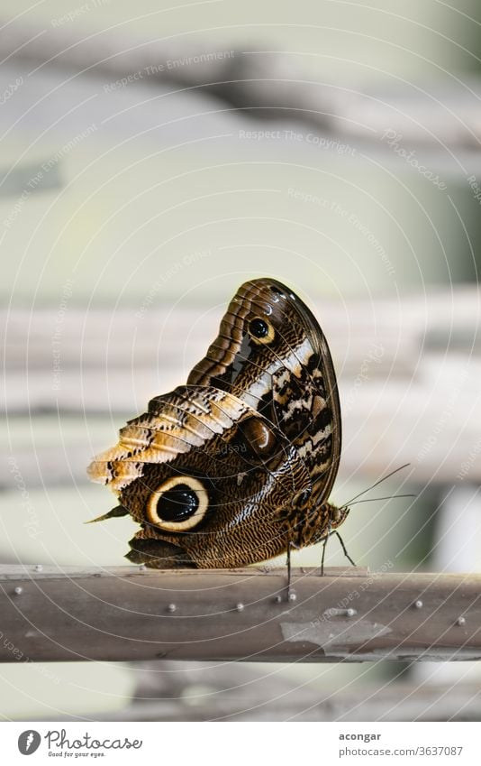 Riesenkauz, Goldrand-Kauz-Schmetterling, Goldener Kaligo (Caligo uranus) Makro amerika Tier Arthropode Hintergrund schön Biologie braun Bürste Wanze