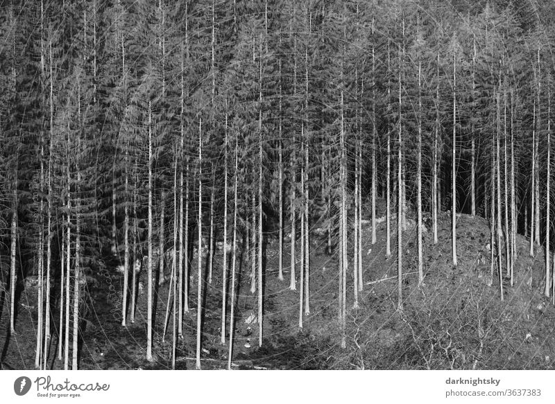 Nadelwald nach einer Dürre mit hohem Totholz Anteil Grauwert Krise Forstwirtschaft Flora Felsen Klippe neues waldsterben Pflanzen abgestorbene Koniferen Tannen