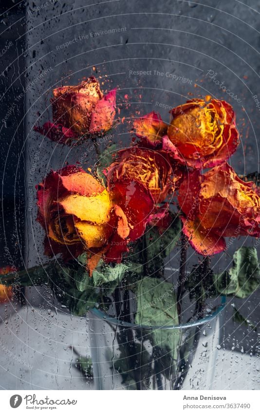 Strauß schöner verblühter Blumen durch das Glas mit Regentropfen Roséwein trocknen Blütenblatt Vorbau Blatt Herz orange blau Fenster Tropfen Wasser gebrochen