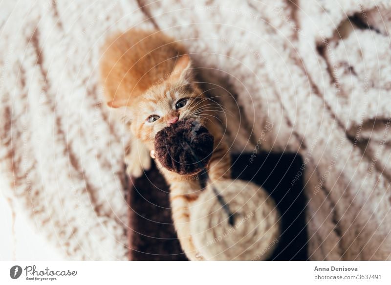 Süßes Ingwer-Kätzchen schläft Katzenbaby niedlich sich[Akk] entspannen Decke Haustier Baby manx schwanzlos kein Schwanz Bobtail heimwärts gemütlich Komfort