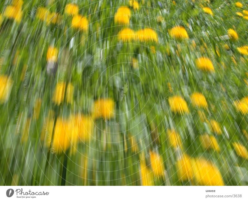 löwenzahn Löwenzahn Wiese gelb Beschleunigung Blume Blüte Frühling Pflanze grün Bewegung moving move dandelion