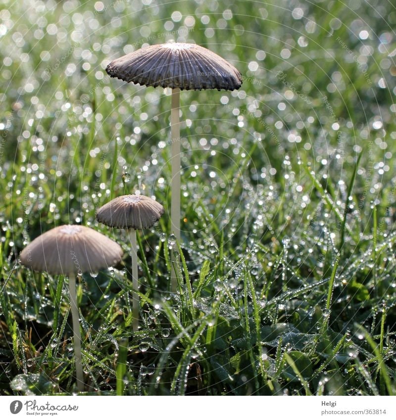 Luftig Dunengras Im Wind Ein Lizenzfreies Stock Foto Von Photocase