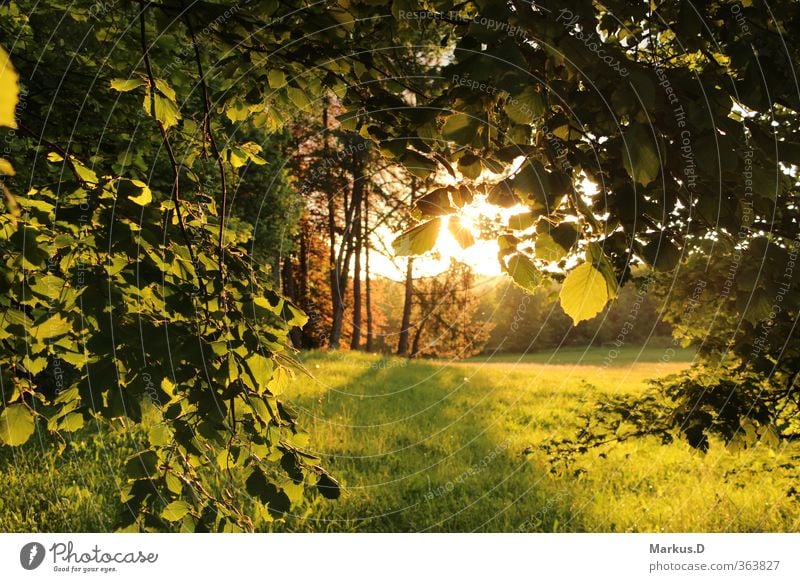 Sommer am Waldrand Umwelt Natur Sonnenaufgang Sonnenuntergang Sonnenlicht Schönes Wetter Baum Wiese Wärme weich Farbfoto Außenaufnahme Abend Dämmerung