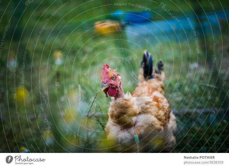 Henne im Gras hinter einem Zaun Pute Außenaufnahme Natur Wiese Farbfoto grün Sommer Hähnchen Tier Federvieh Nutztier Tierporträt Ackerbau Zucht Bauernhof