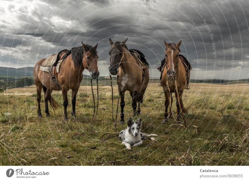 Das letzte Bild, bereit zum Aufbruch Pferd Bauernhof Natur Landschaft ländlich Porträt Säugetier braun Stute