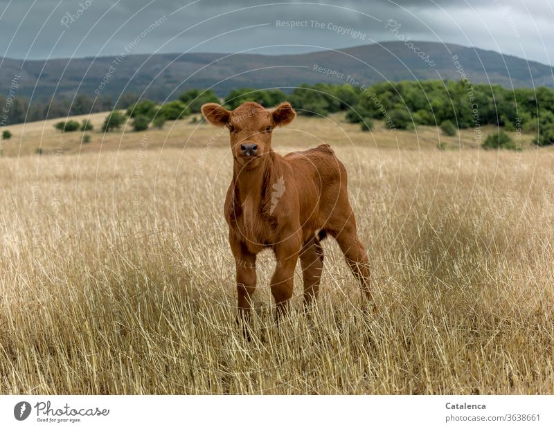 Ein neugieriges Kalb auf der weiten Steppe schaut in die Kamera Fauna Nutztier jung Tierjunges Rind Tierporträt Wiese niedlich Kuh Weide Natur Landwirtschaft