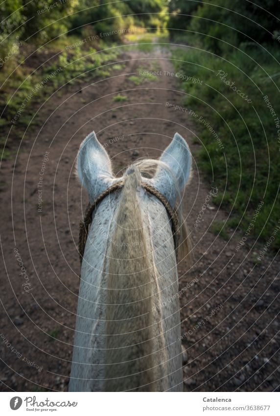 Symmetrie | Pferdehals und Weg aus dem Blickwinkel des Reiters Tier Nutztier gestutzte Mähne Schimmel Außenaufnahme reiten Gras Büsche Pflanzen Natur Grün weiß