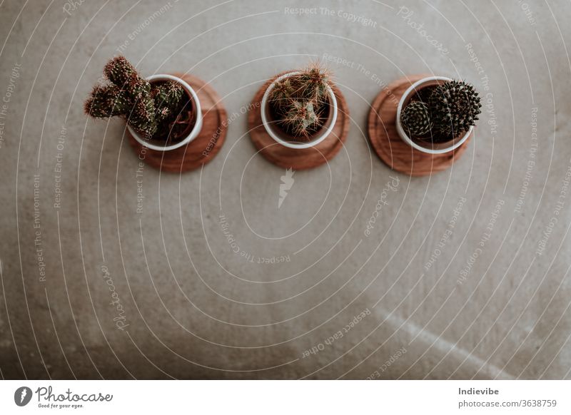 Drei Mini-Kakteen in weißen Keramiktöpfen auf grauem Beton-Tischhintergrund Kaktus Topf grün Pflanze vereinzelt Blume Natur Stachel Botanik