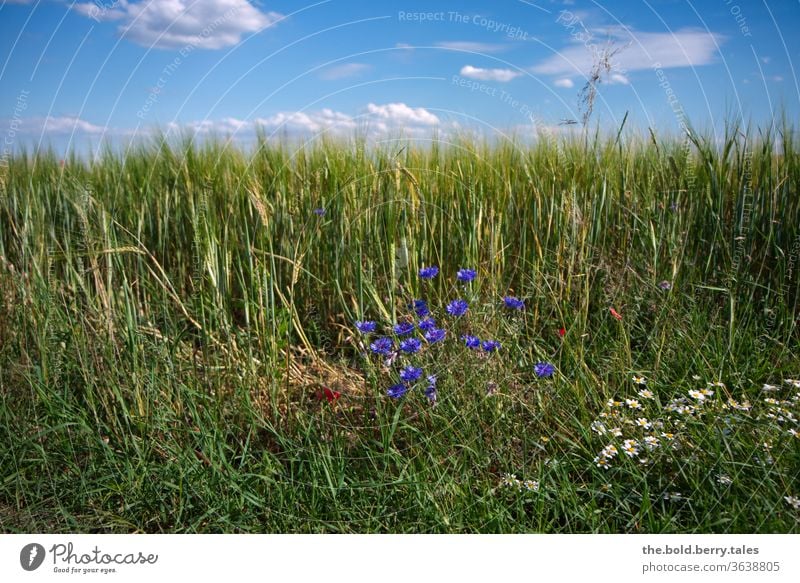 Getreidefeld/Kornfeld mit Kornblumen und Margeriten mit blauem Himmel mit Wolken Margariten blauer Himmel Feld Landwirtschaft Sommer Natur Nutzpflanze Ähren