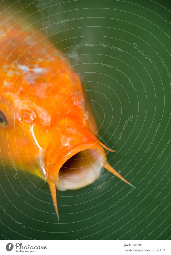 Nishikigoi, ein Juwel im Teich Koi Karpfen Wasser Tierporträt Fisch orange Fischkopf Maul Fischmaul schwimmen groß Delikatesse Zierfisch auftauchen 1 schimmern