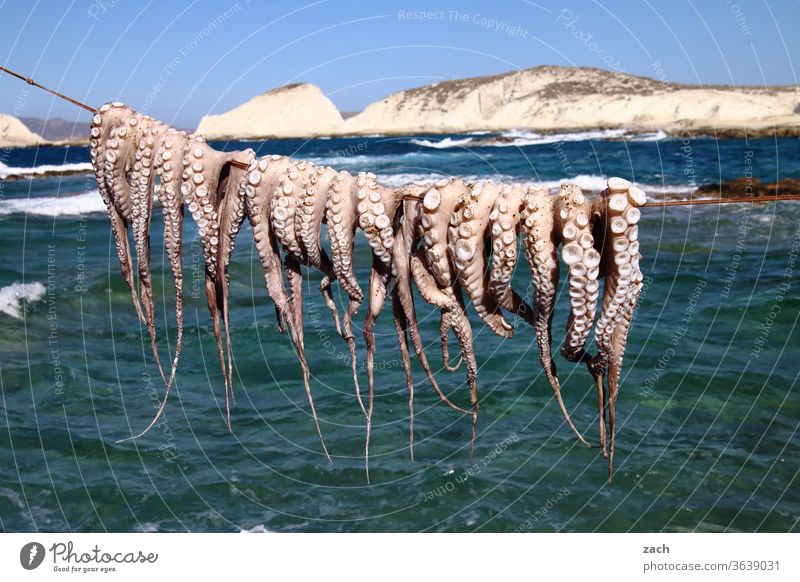 abhängen Octopus Tintenfisch Kraken Tentakel Saugnapf Lebensmittel Meeresfrüchte Tier Ernährung Mittelmeer Wasser Restaurant mediterran lecker Insel Kykladen