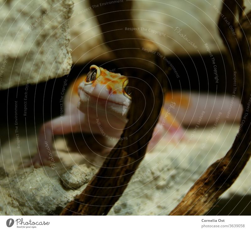 Der kleine Leopardgecko schaut neugierig durch sein Terrarium und wartet auf die Fütterung Gecko Tier Reptil Farbfoto Tierporträt exotisch Natur Nahaufnahme