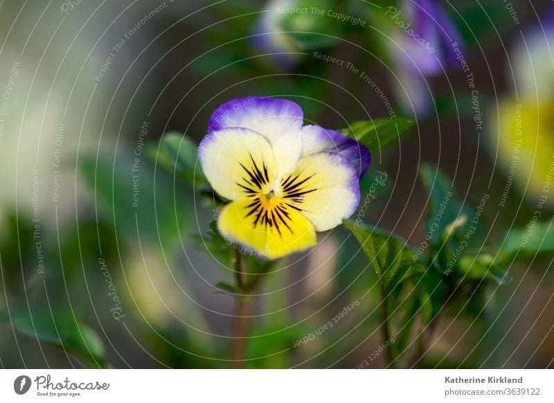 Violette und gelbe Viola Nahaufnahme Bratsche Stiefmütterchen Blume purpur weiß grün Natur Blütezeit Überstrahlung Haufen Pflanze Flora geblümt Blatt Blätter