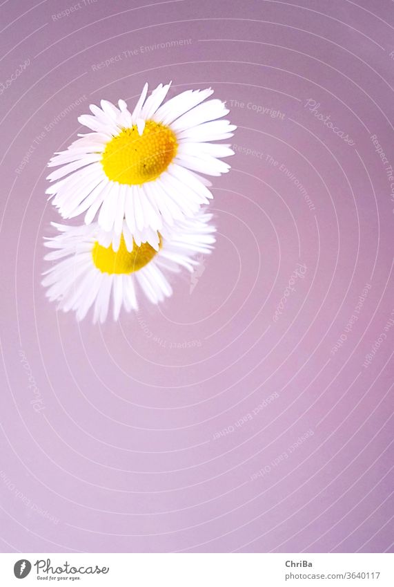 Gänseblümchen mit Spiegelbild auf zartlila Hintergrund pastell spiegelung somerlich Natur Blume Blüte Pflanze Nahaufnahme Farbfoto Schwache Tiefenschärfe schön