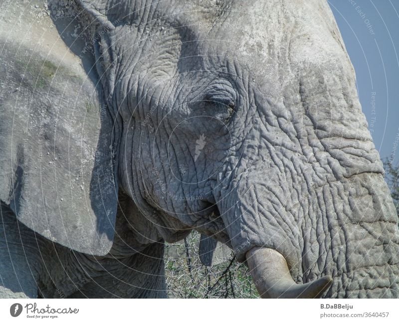 Der alte Elefant ist alleine in der Etosha-Pfanne unterwegs. Was hat er wohl schon alles erlebt.... Namibia Afrika Nationalpark Tier weise Wildtier Natur