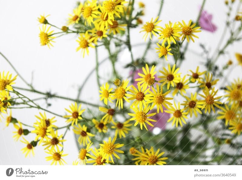 Geiskraut Blume gelb klein sternförmig Blüte Natur Pflanze grün Makroaufnahme Farbfoto Nahaufnahme Tag Detailaufnahme Unschärfe schwache Tiefenschärfe