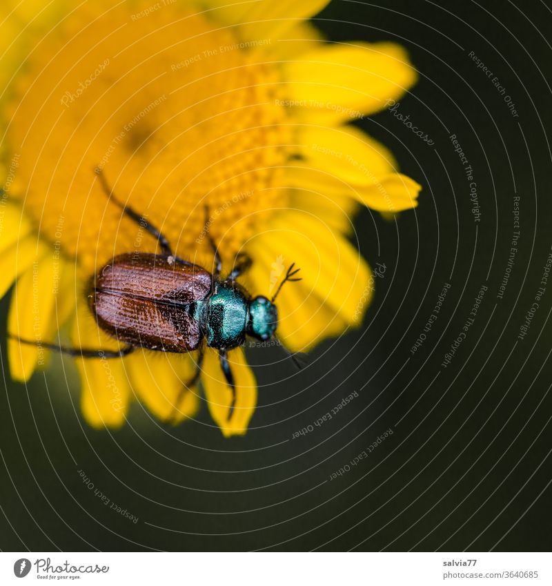 glänzender Käfer krabbelt auf gelber Blüte Färberkamille Insekt Tier Natur Blume Pflanze krabbeln Makroaufnahme Sommer Schwache Tiefenschärfe Garten Fühler