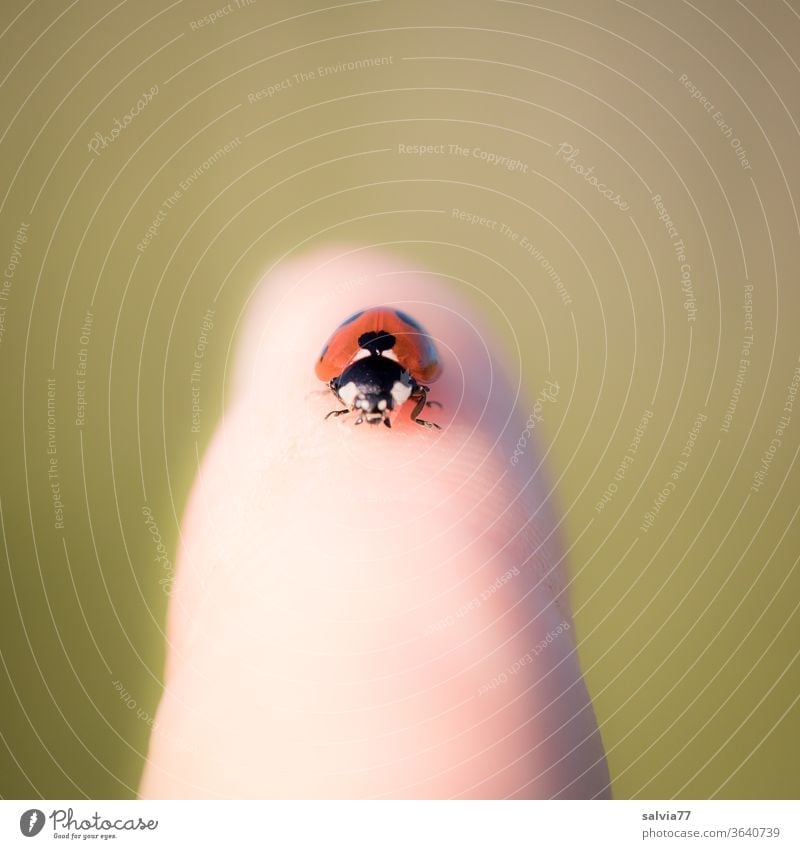 Glücksbringer Marienkäfer Käfer Tier Natur Tierporträt Schwache Tiefenschärfe krabbeln Finger Insekt Nahaufnahme klein Makroaufnahme Sommer Textfreiraum oben
