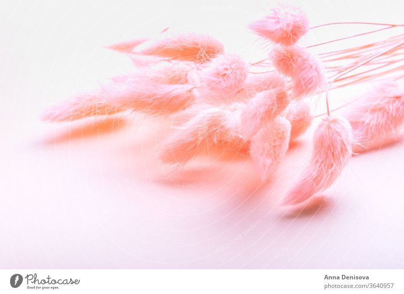 Kaninchenschwanzgras-Trockenblumenstrauss Requisiten Hasenschwänze geblümt Ordnung Blumenstrauß Pflanze getrocknet Design natürlich Natur