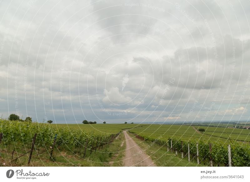 Weg zwischen Weinreben bis zum Horizont bei bewölktem Himmel Wolken Sommer Weitwinkel grün Weinbau Reben Weite Landwirtschaft ökologisch Idylle Weinberg