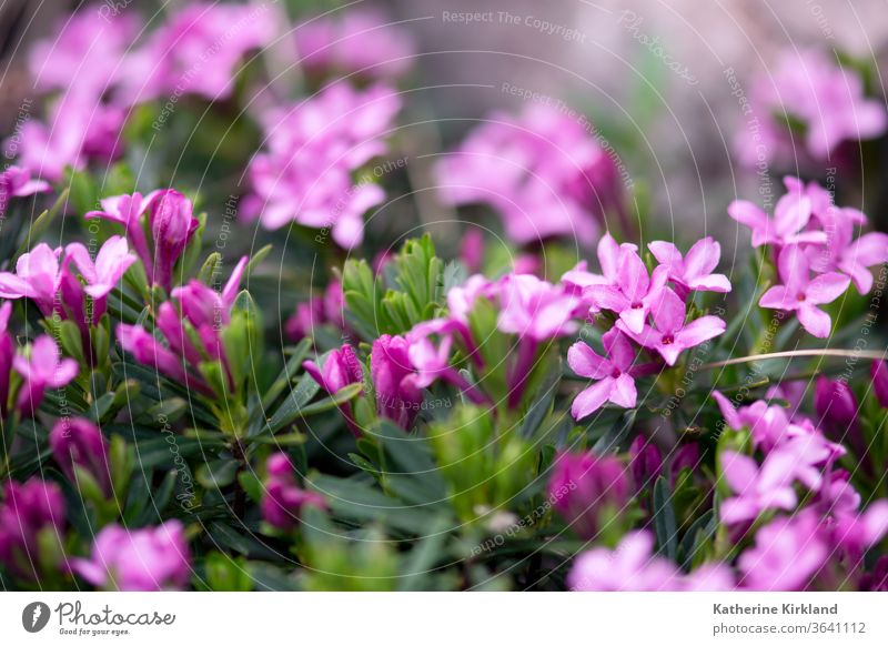 Winzige, zartrosa Daphne-Blüten blühen im Frühling. Seidelbast Blume geblümt Blütezeit Flora purpur grün Natur Sommer filigran Detailaufnahme Nahaufnahme Makro