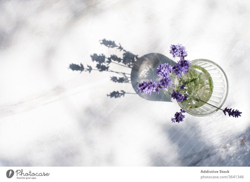 Vase mit frischen Blumen auf dem Tisch Lavendel Blumenstrauß filigran Blüte sonnig Pflanze geblümt Glas Blütezeit Haufen Flora zerbrechlich Wittern Blütenblatt