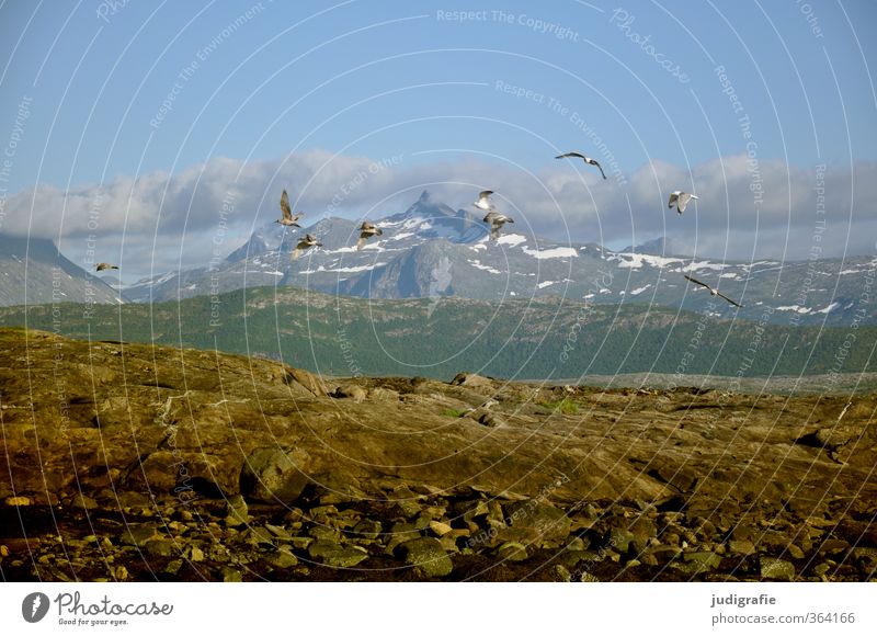 Norwegen Umwelt Natur Landschaft Pflanze Tier Wolken Klima Felsen Berge u. Gebirge Schneebedeckte Gipfel Küste Fjord Wildtier Vogel Möwe Tiergruppe Schwarm