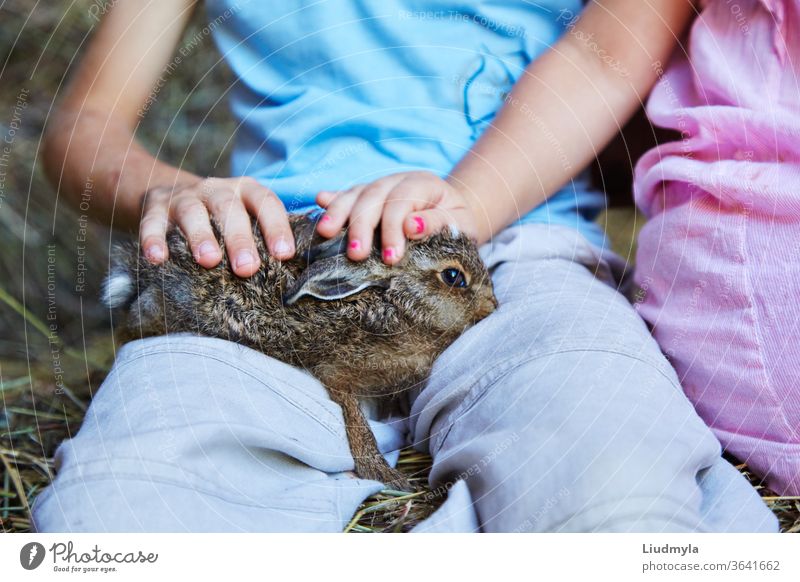 Kinderhände, die ein Hasenbaby vor dem Hintergrund eines Heuhaufens halten und streicheln Medizin Katze Gesundheit Veterinär Frau Mädchen Pflege Säugetier