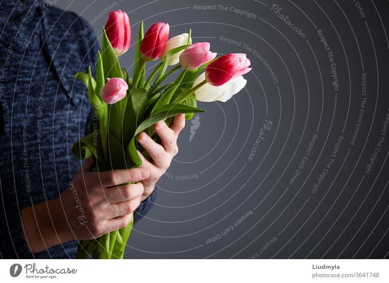 Mann hält Tulpenstrauß. Bunte Tulpen in Männerhänden. Licht im Studio. Weicher Fokus. Frühlingsblumen, rosa, weiß und Tulpen in den Händen. Konzept Ostern, Geburtstag, Mutter, Frauen, Hochzeitstag.