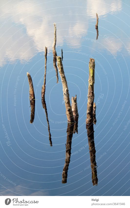 bizarre Gebilde - Reste von abgestorbenen Bäumen ragen aus einem Moorsee und spiegeln sich im blauen Himmel mit Wolken  | Symmetrie Äste Spiegelung Natur