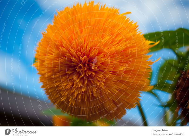Eine Große  Blüte - Blume. Ein Zaungucker " Helianthus ", ist eine Planzenart aus der Gattung der Sonnenblumen,  in der Familie der Korbblüter ( Asteraceae )