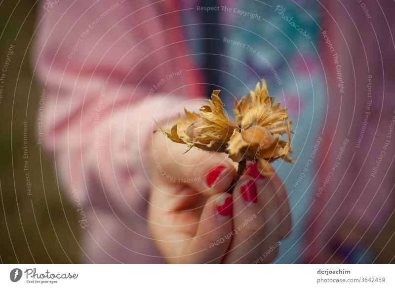 Eine Mädchen- Hand mit roten Fingernägel zeigt eine braune gefundene Haselnuss mit Außenhülle. Natur Farbfoto Herbst Nuss Lebensmittel Nahaufnahme Ernährung
