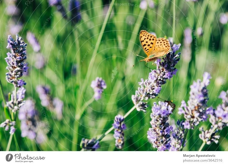 Wunderschöner Schmetterling auf Lavendelpflanze im Sommer Aromatherapie aromatisch Hintergrund Schönheit Blütezeit Überstrahlung Ast Buchse Nahaufnahme Farbe