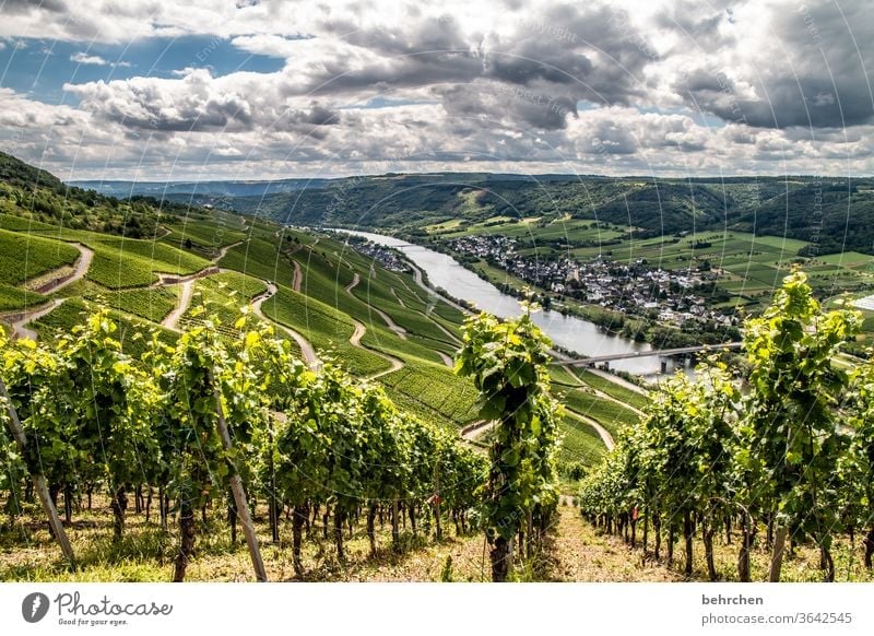 wein ist poesie in flaschen Wald Ferien & Urlaub & Reisen wandern Natur Außenaufnahme Umwelt Sommer Wolken Himmel Landschaft Farbfoto Menschenleer