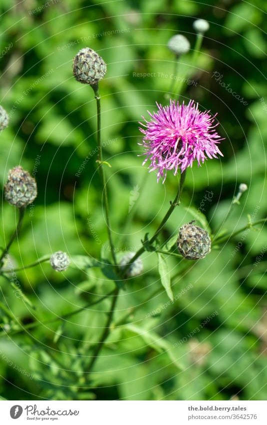 Skabiosen-Flockenblume Blume Pflanze blühend Blüte Natur Sommer Farbfoto Außenaufnahme Garten Menschenleer Schwache Tiefenschärfe grün lila schön violett Tag