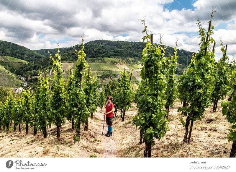 wein wandern Wege & Pfade Hunsrück Moseltal Weinbau Rheinland-Pfalz Mosel (Weinbaugebiet) Weinstock Weinberg Weintrauben Weinrebe Landschaft Berge u. Gebirge