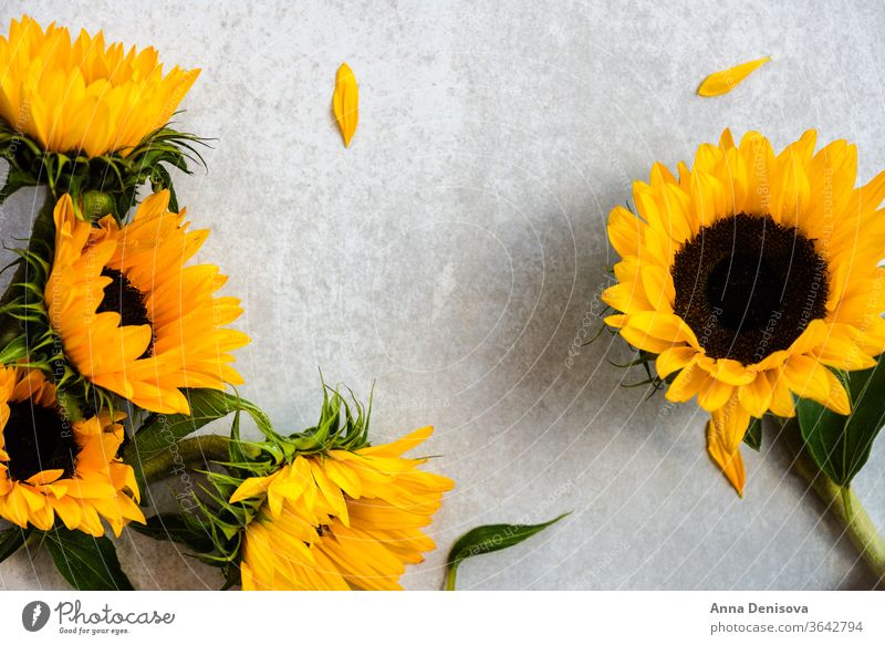 Gelber Sonnenblumenstrauss auf grauem Hintergrund, Herbstkonzept Blumenstrauß August fallen Haufen Holz hölzern Tisch gelb Raum Natur weiß rustikal natürlich