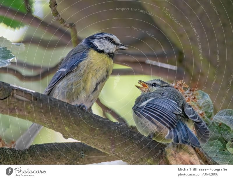Blaumeisen bei der Fütterung des Nachwuchs Cyanistes caeruleus Meisen Tiergesicht Vogel Kopf Schnabel Auge Feder gefiedert Flügel Krallen Wildtier
